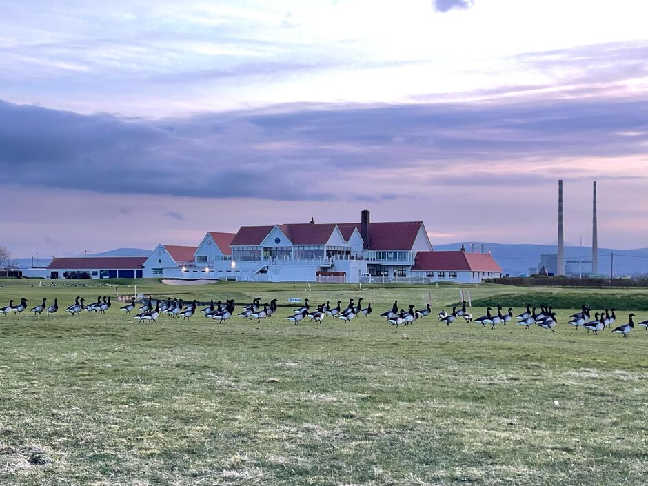 A flock of Brent geese gathered on the fairways at Golf Club of Dublin, part of the protected migratory wildlife on Bull Island
