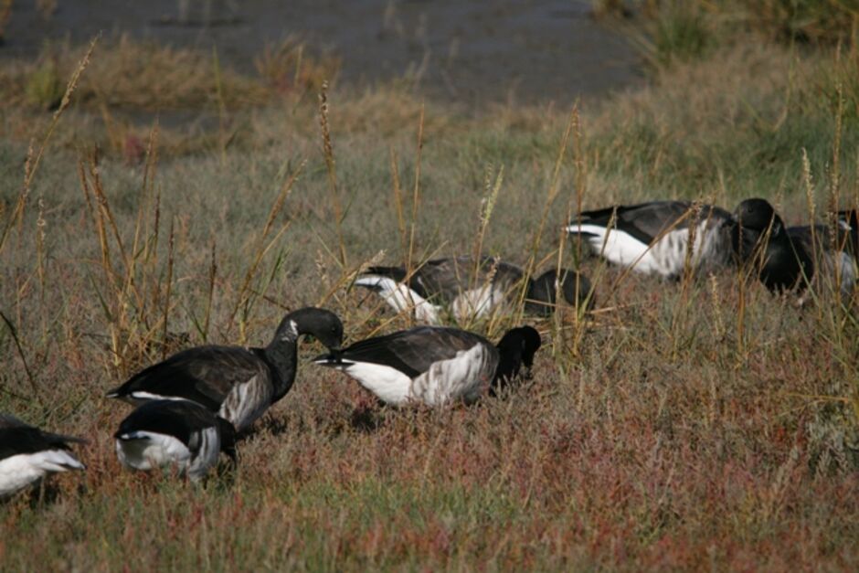 Brent geese feeding on the grass at Golf Club of Dublin on Bull Island, Dublin Bay, a designated UNESCO Biosphere Reserve