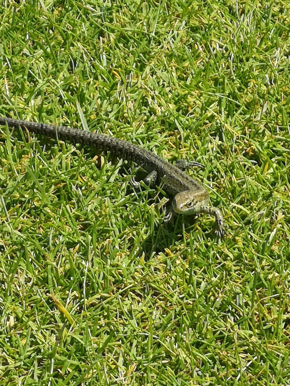 A common lizard basking in the natural habitat at Golf Club of Dublin on Bull Island, one of Ireland's native reptile species
