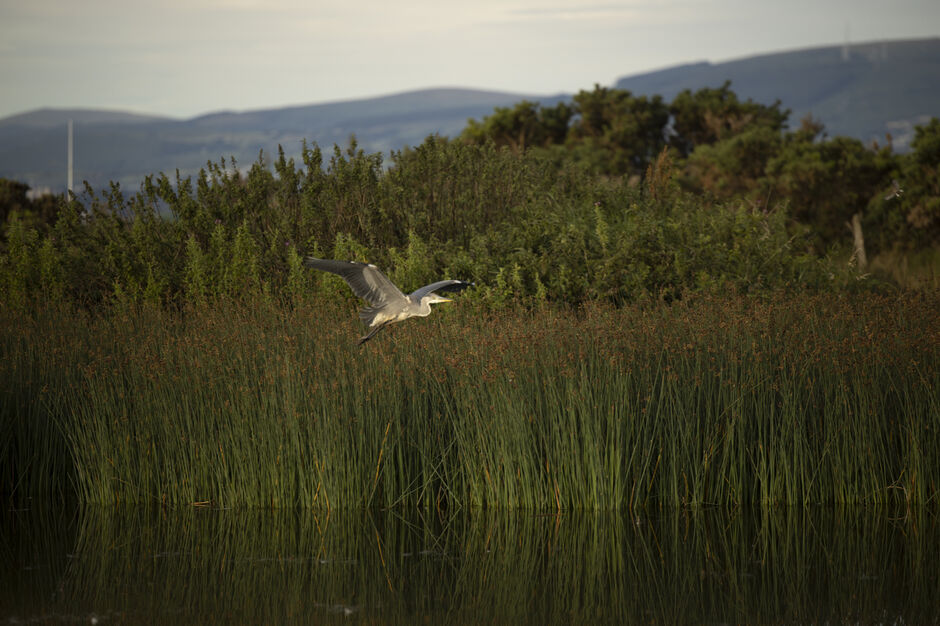 A grey heron flying over a water feature on Golf Club of Dublin's course, highlighting the wildlife habitat on Bull Island