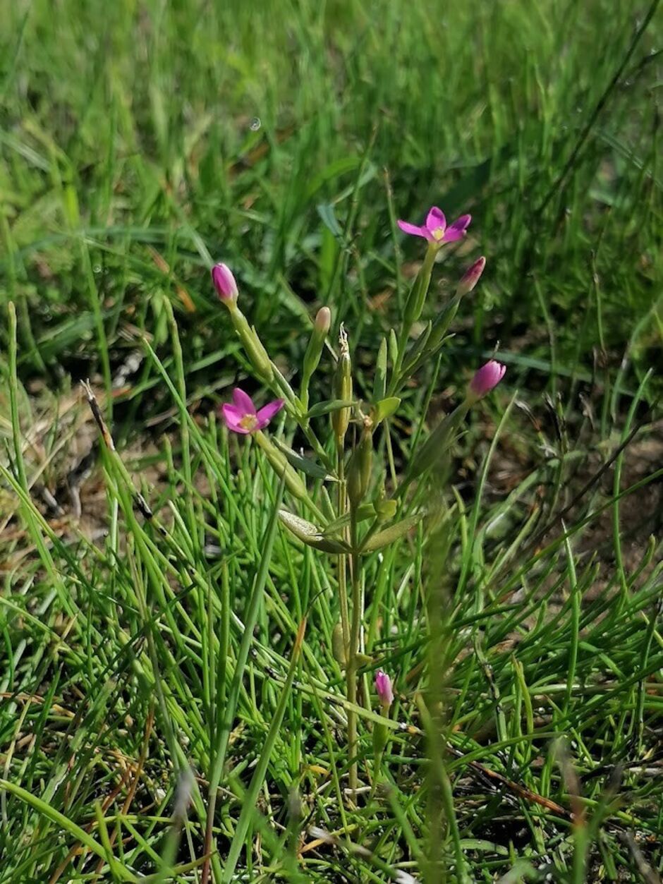 Close-up of lesser centaury wildflowers blooming in the rough at Golf Club of Dublin, part of the club's biodiversity conservation efforts